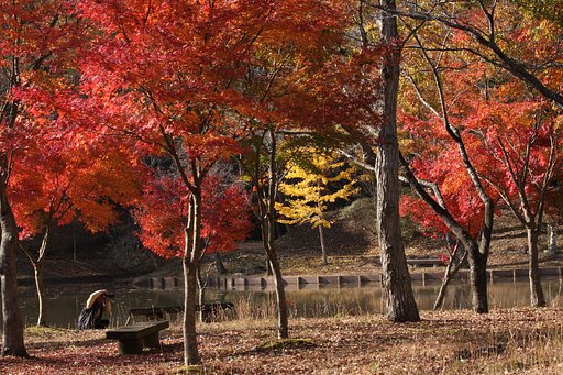 紅葉を撮る人