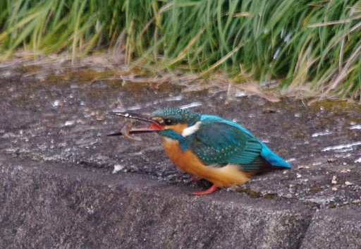 ザリガニ食べるときは、尻尾から