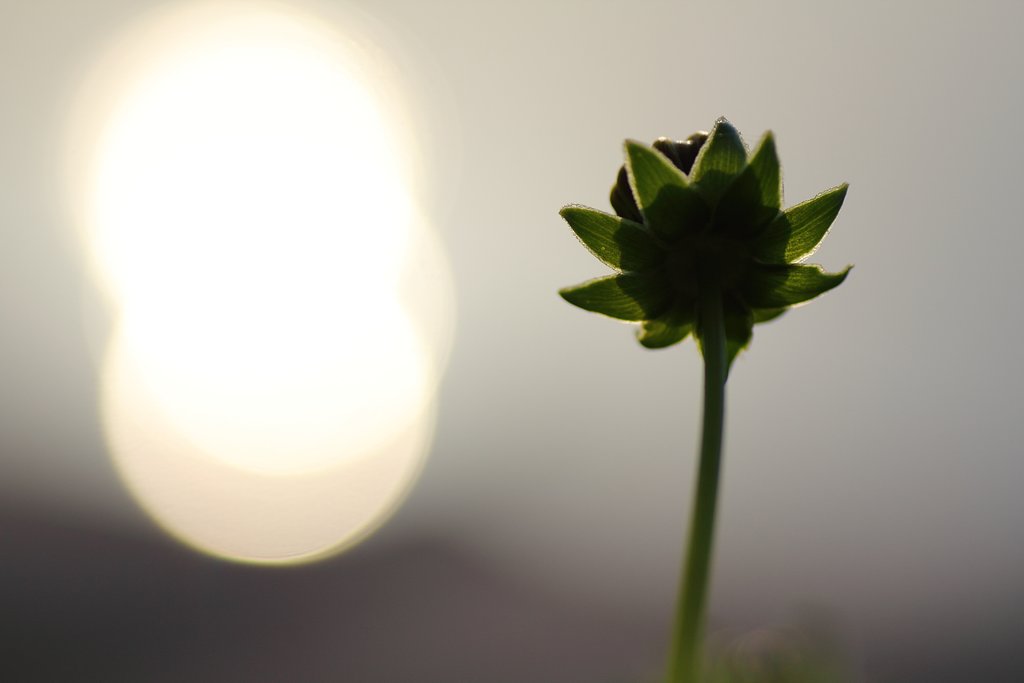 眩しい朝