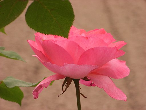 四季咲き薔薇