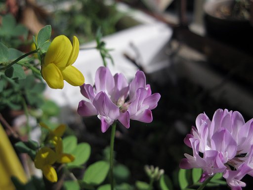 箱庭の野草花