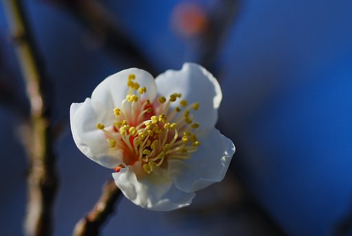 白梅