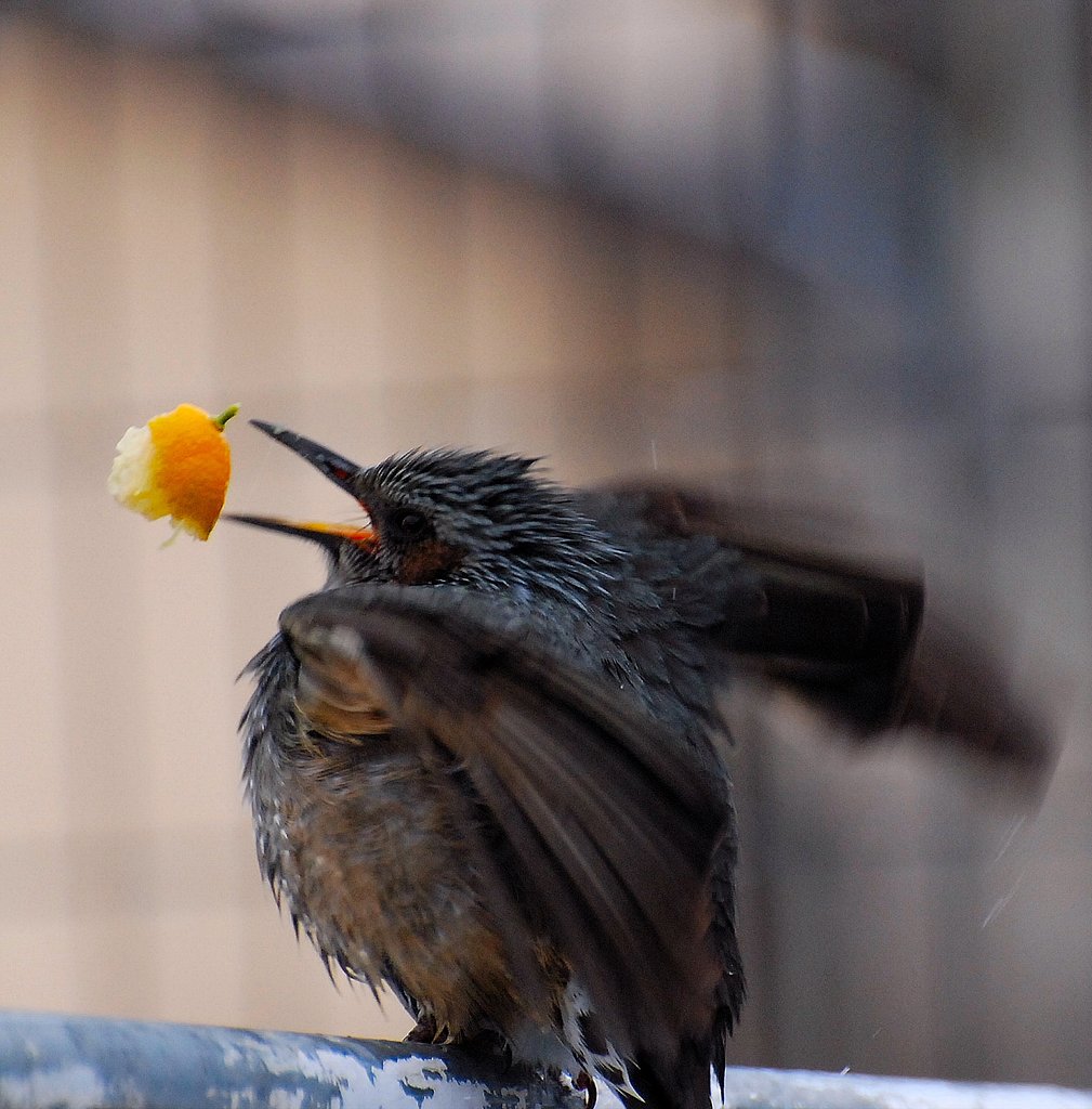 w(・o・)w オオー!朝餉が