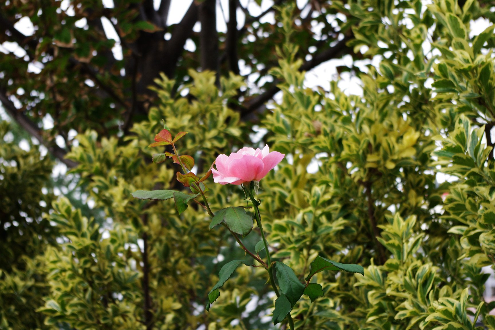 薔薇が咲いた