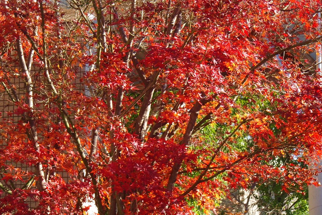 出遅れ紅葉