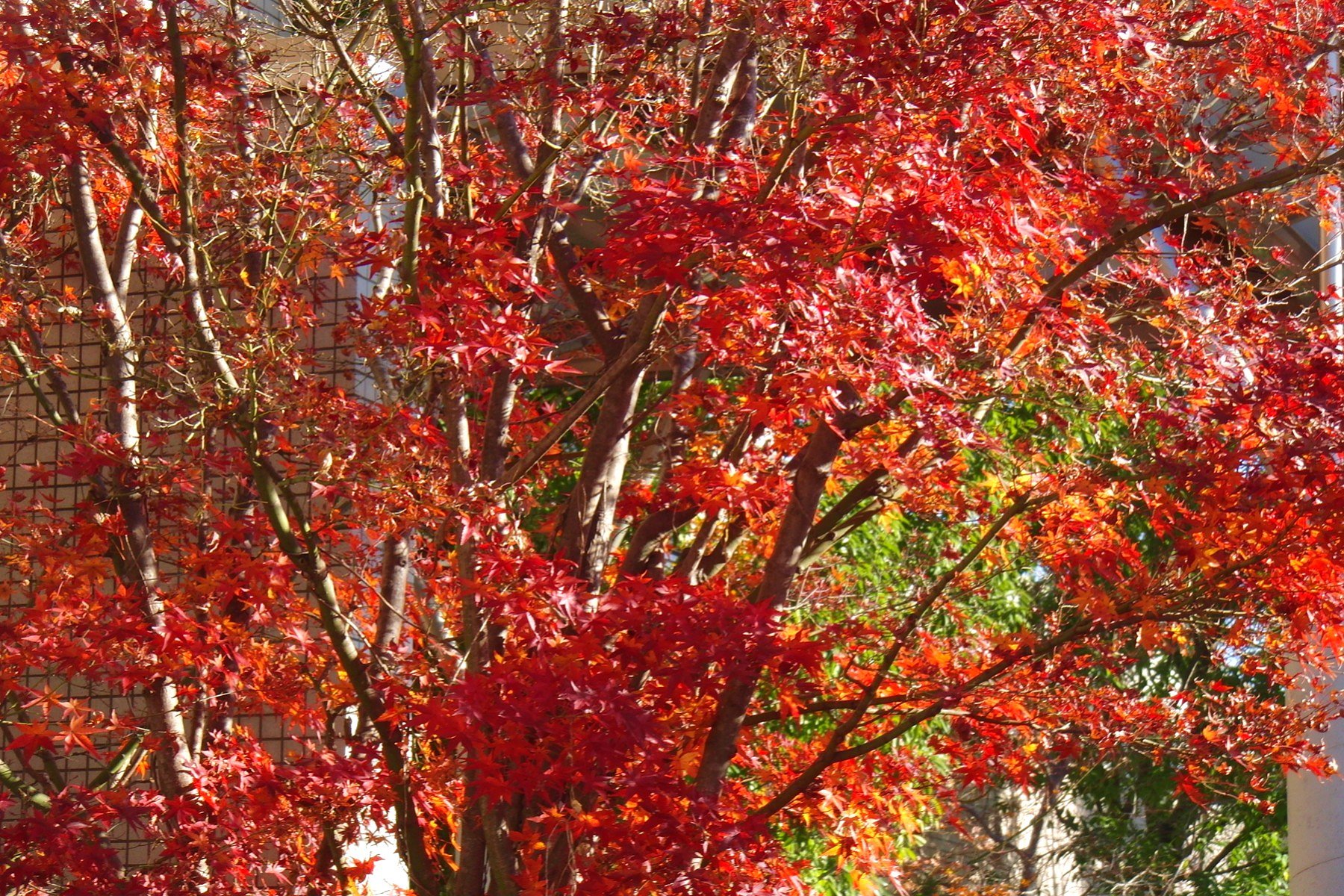 出遅れ紅葉