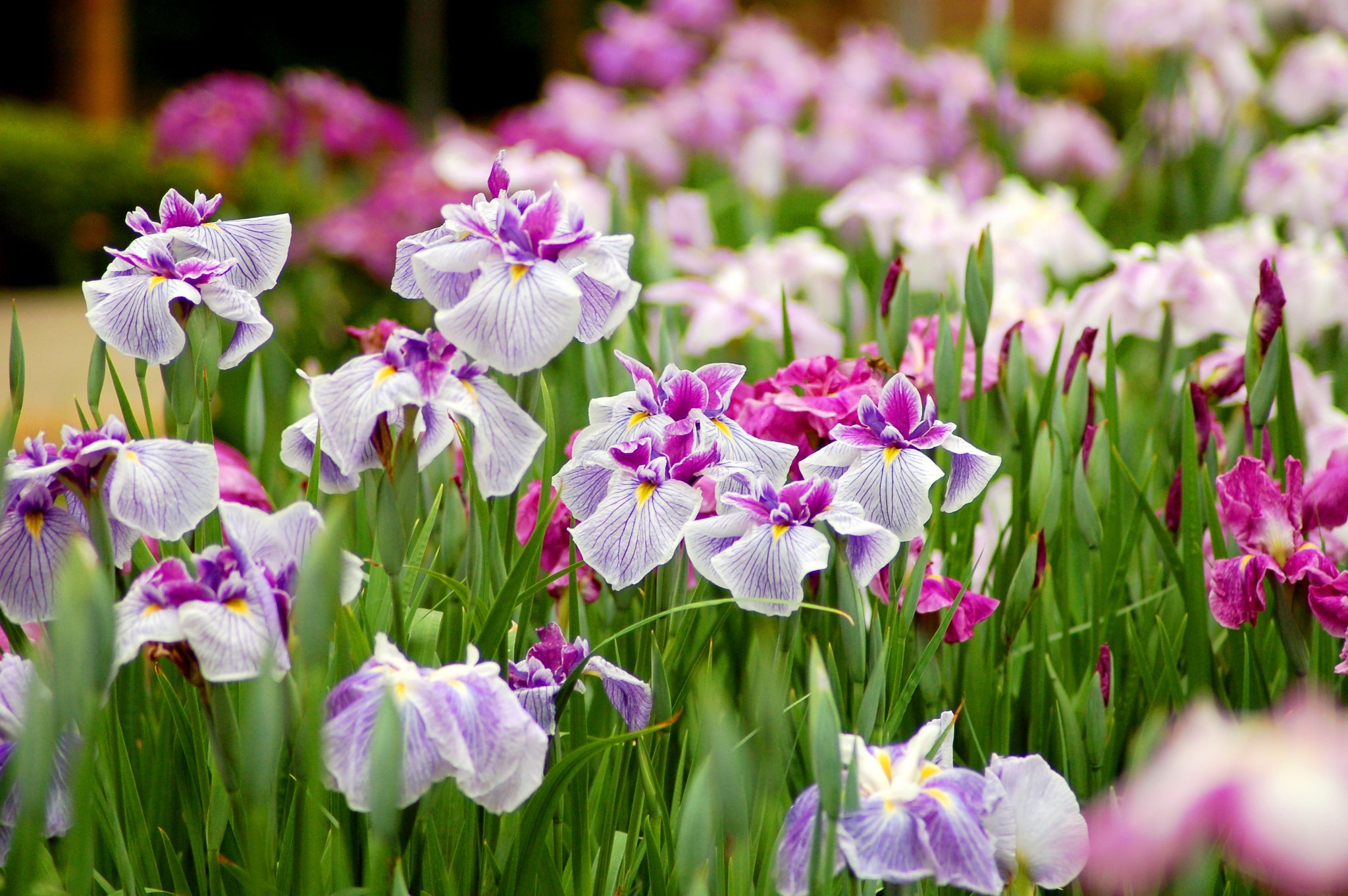 菖蒲