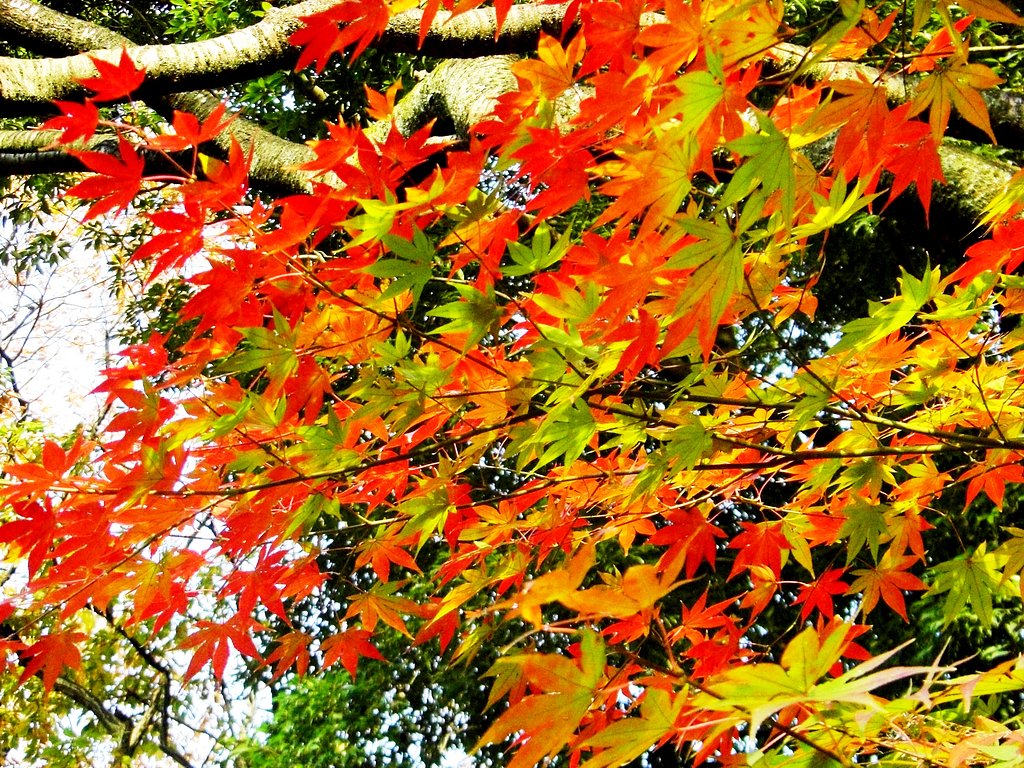 紅葉グラデーション