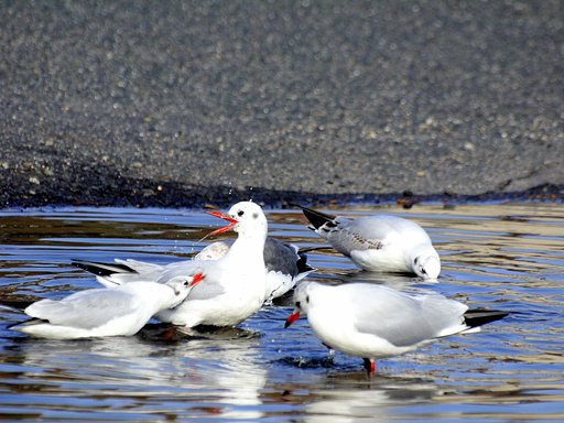 ユリカモメが水浴びしていました。