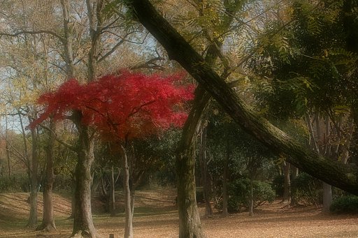 【Ｘ】まだまだ紅葉アルアル