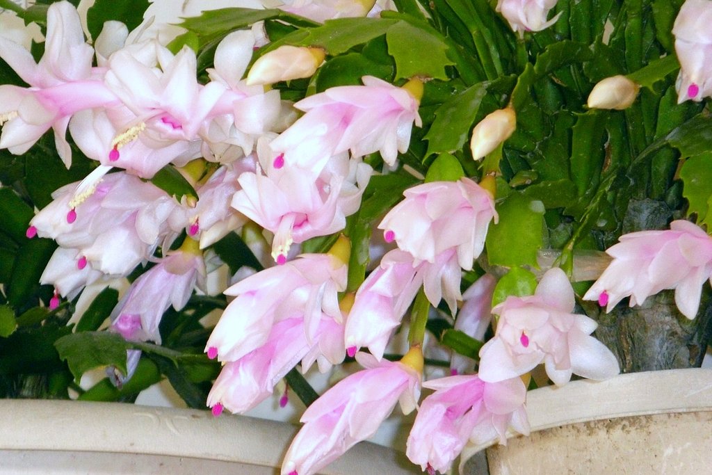 白花