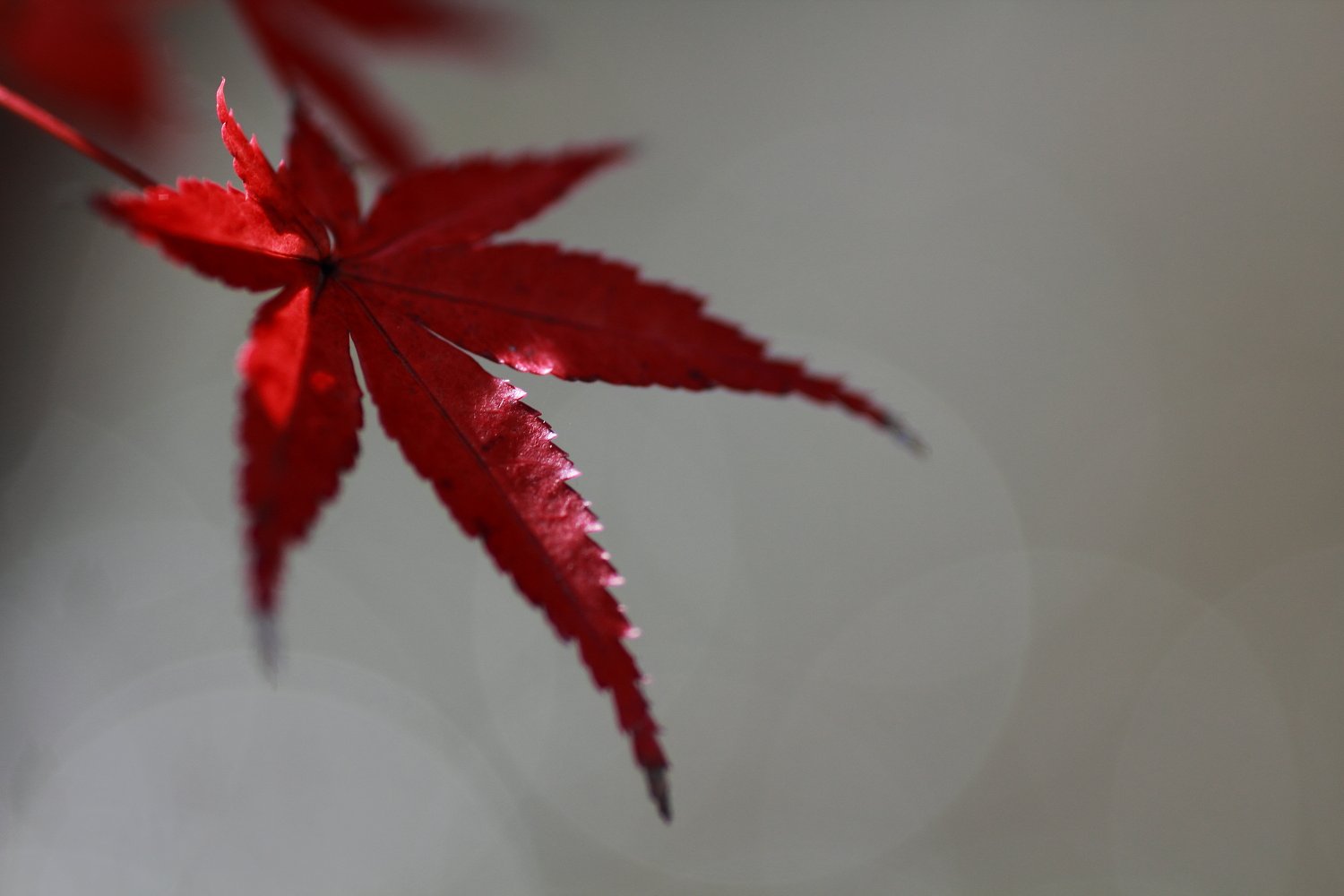 紅葉一葉