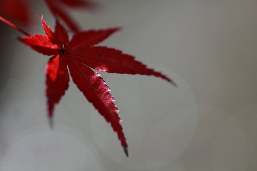 紅葉一葉