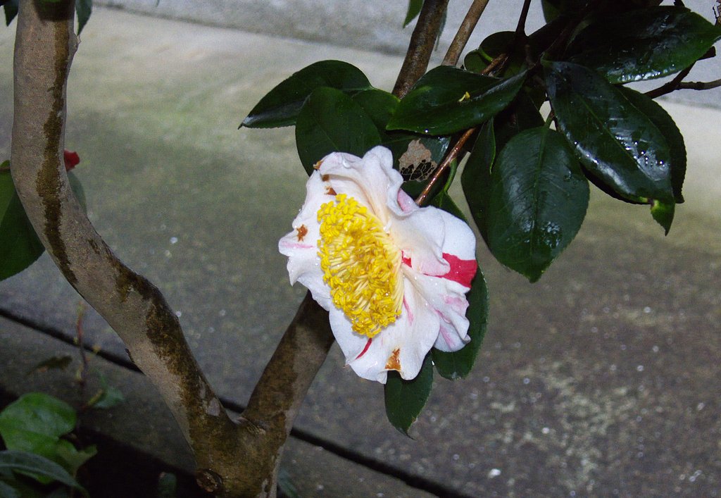 椿（肥後系）