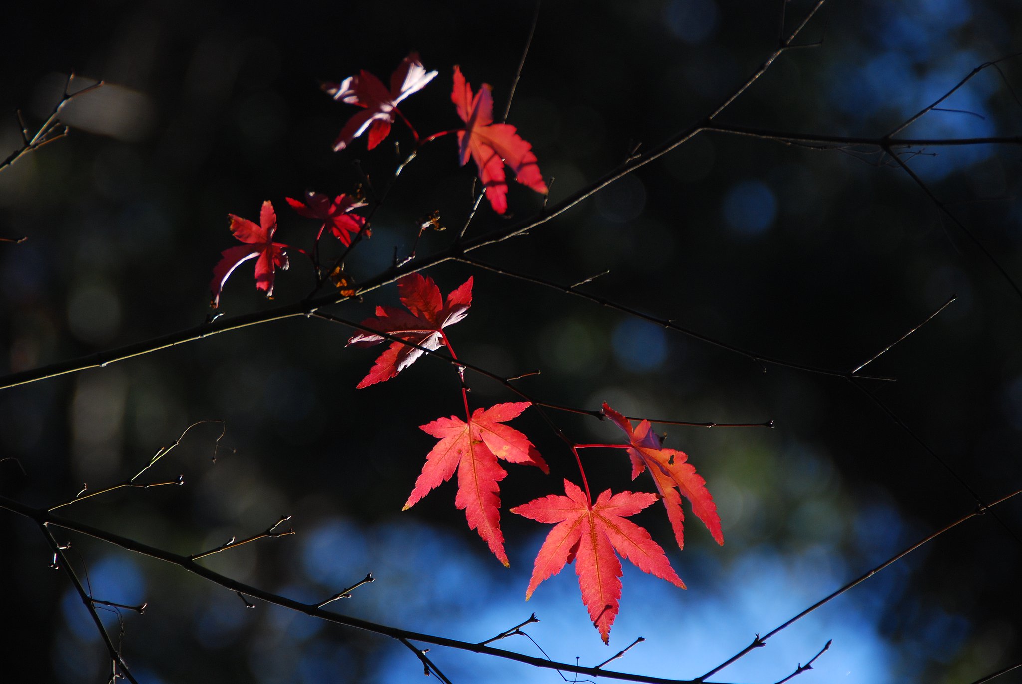 越年紅葉