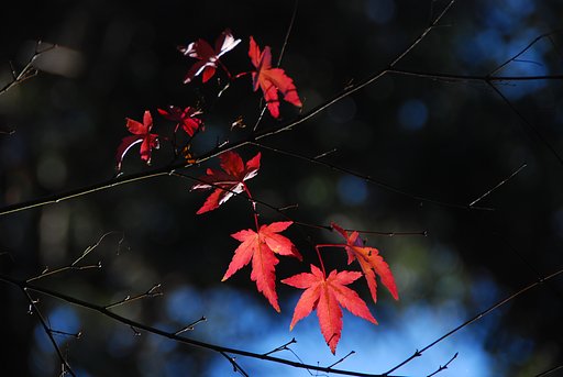 越年紅葉