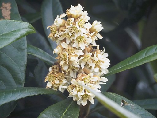 散歩で見た琵琶の花UP