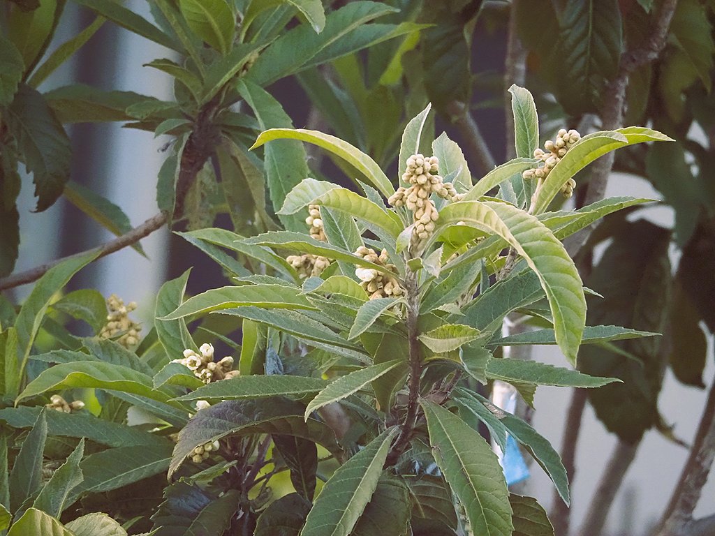 散歩で見た琵琶の花