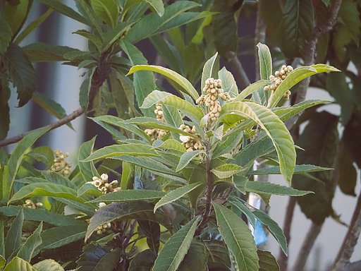 散歩で見た琵琶の花