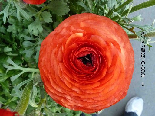 ?の｛花」−Ⅱ