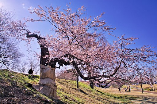 【この色　好き！】 老桜