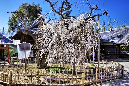 【この色　好き！】　一本桜　②