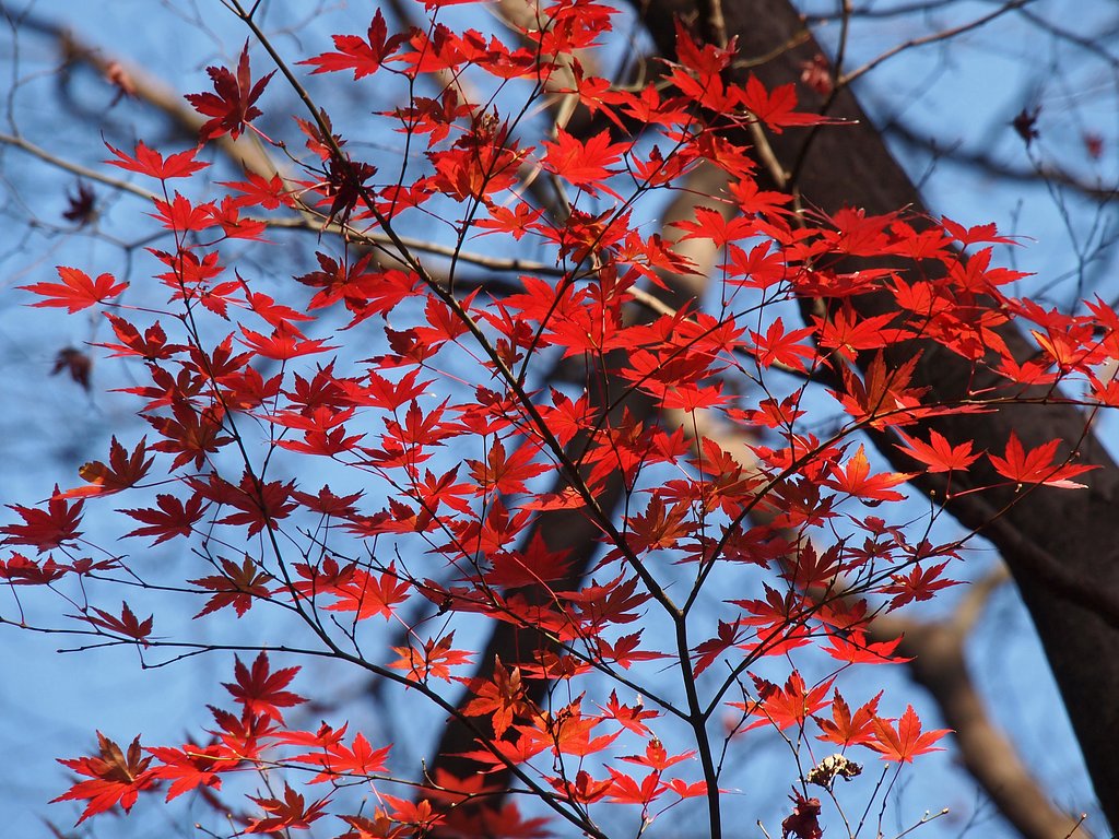 越年紅葉