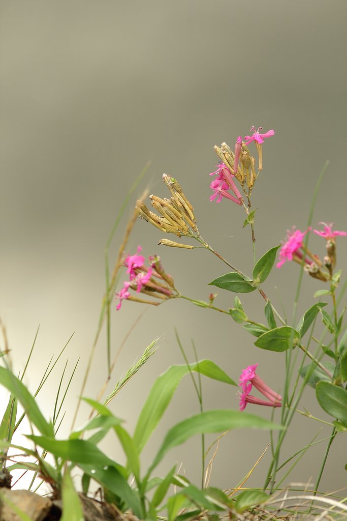 花のある風景