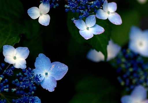 庭の紫陽花が色ずいてきました