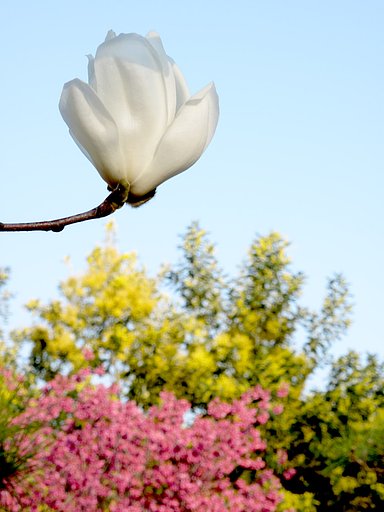 春三色