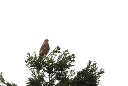 サシバがいた
