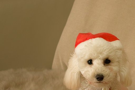 【Ｘ】クリスマスってなんでちゅか！