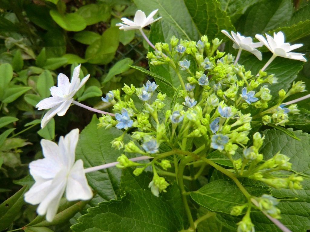 墨田の花火