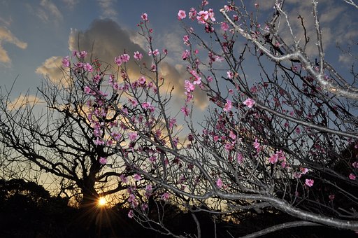 梅と夕日