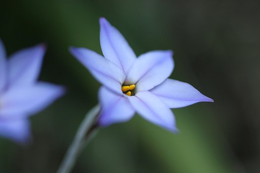 花韮