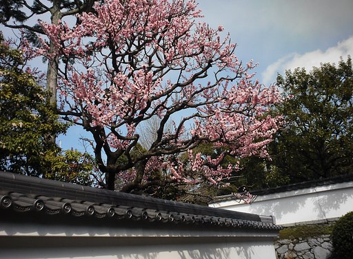 梅と瓦
