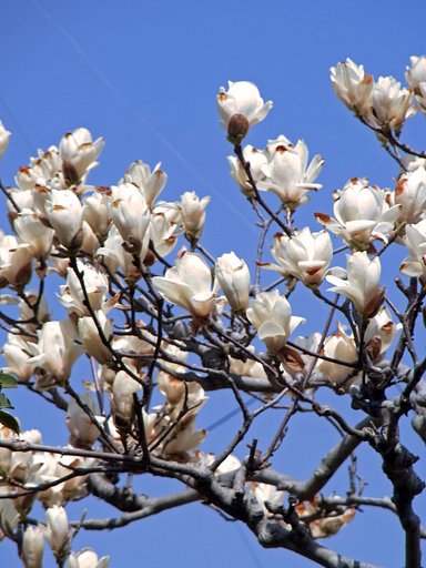 一気に開花