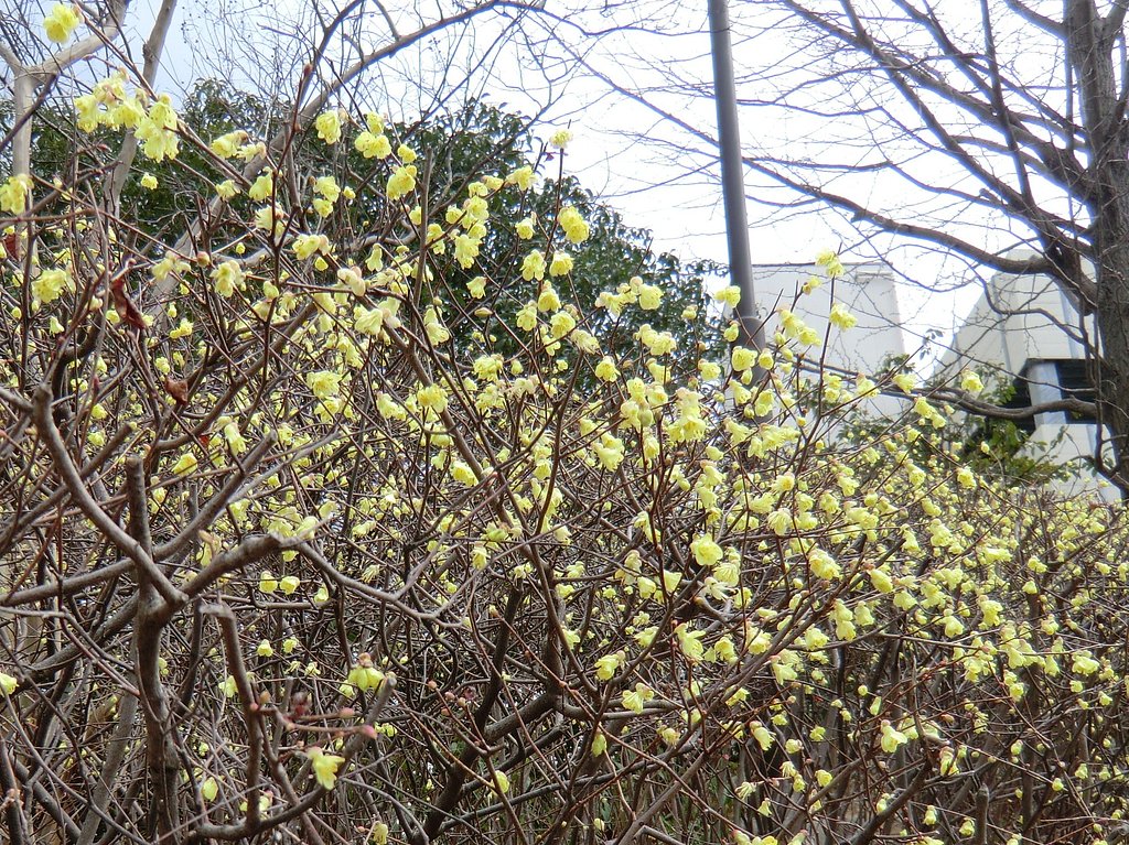 春です