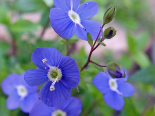 【おだやかに・・・春】好きな花とともに過ごしてた