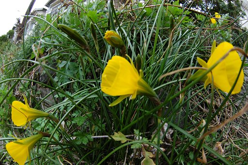この花は