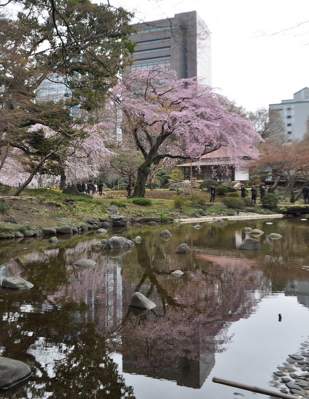 【おだやかに・・・春】しだれ桜