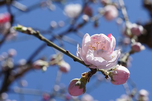 源平桃開花しました