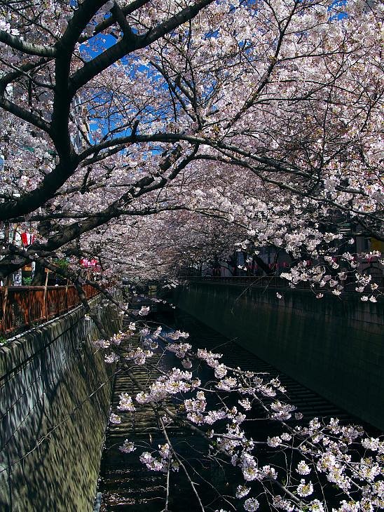 目黒川桜