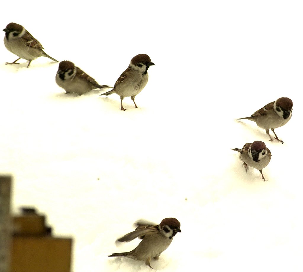 すずめ雪上で戯れる