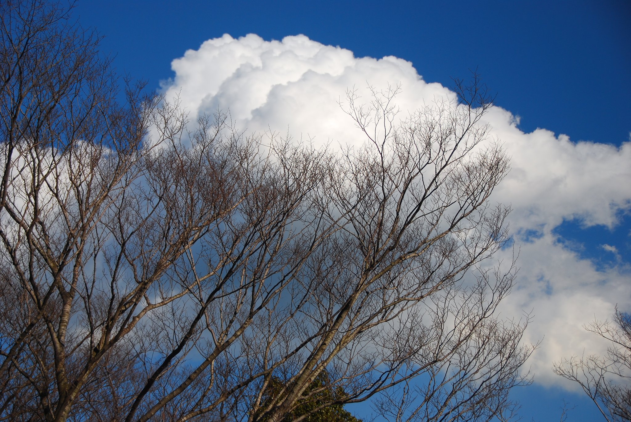 雲