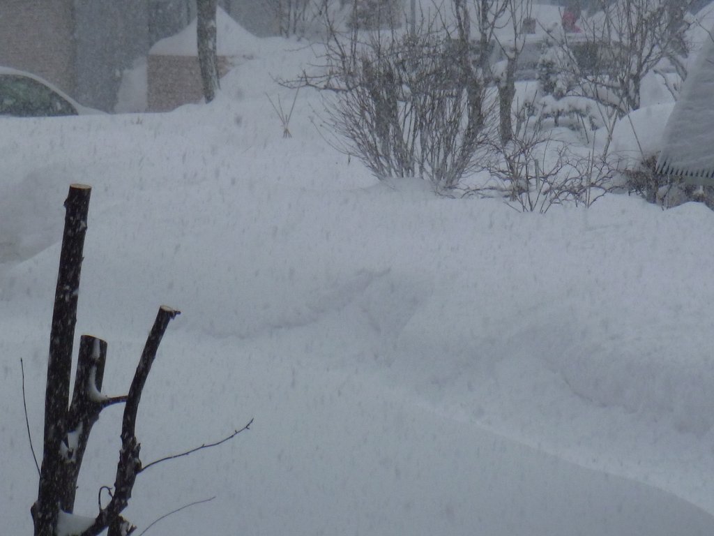 【う】ーっ！大雪
