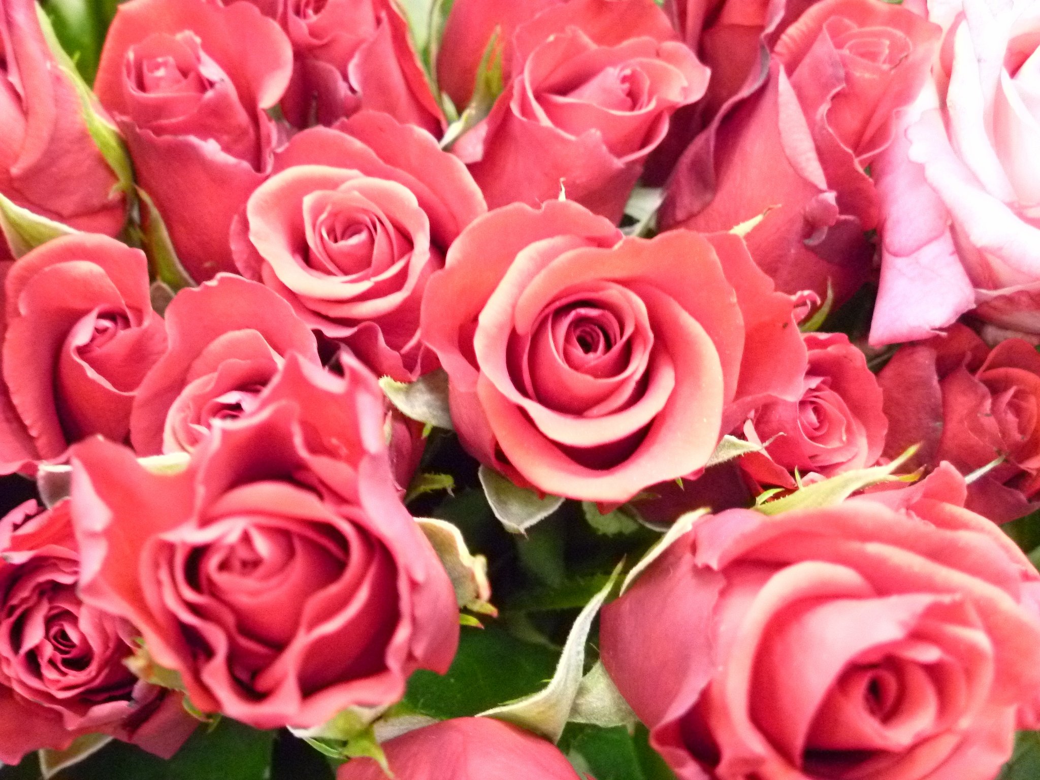 赤い薔薇