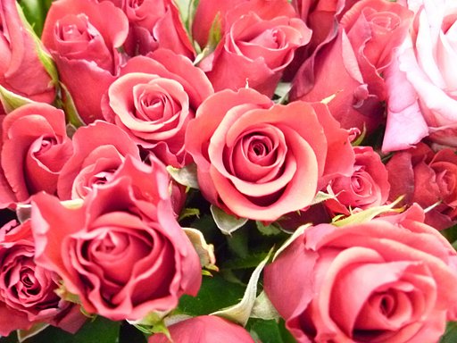 赤い薔薇