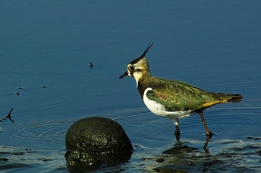 タゲリ