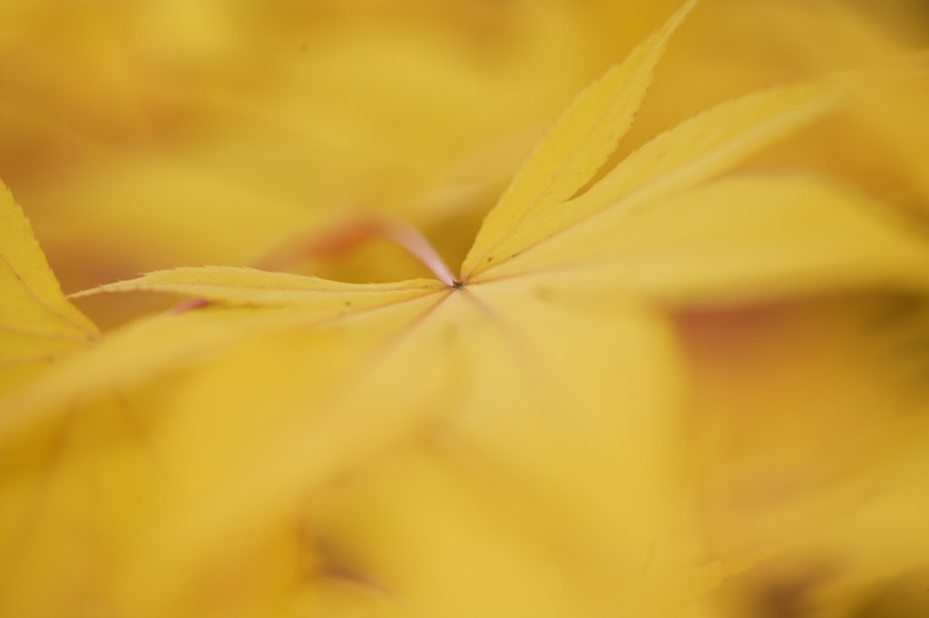 Yellow leaf　 - brings LUCK 2-